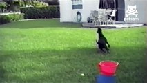 Dog loves automatic ball throwing machine