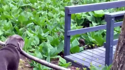 Dog Thinks Through A Problem