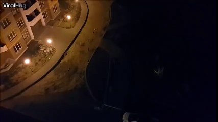 Russian dogs chase a laser pointer