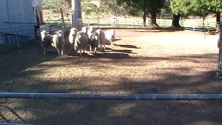 Noonbarra Bess on old sheep in yards 30th Nov 2013