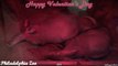 Philadelphia Zoo Aardvarks Are Happy Valentines