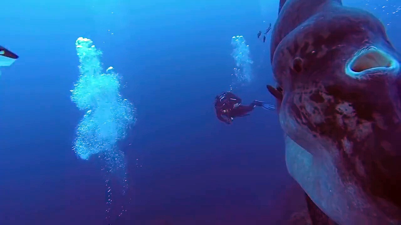 Horror Footage From The Ocean