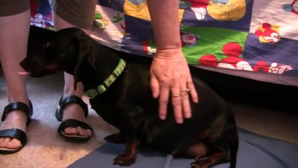 Dachshund -1st Puppy Birth