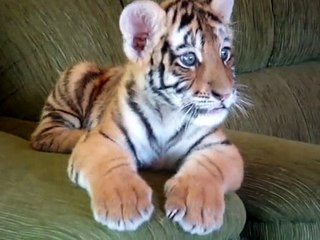 Tiger baby playing with a dog ( Mali tigar i velika čivava )