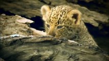 Animal Fight Night Lion fight with Jaguar Animal World HD