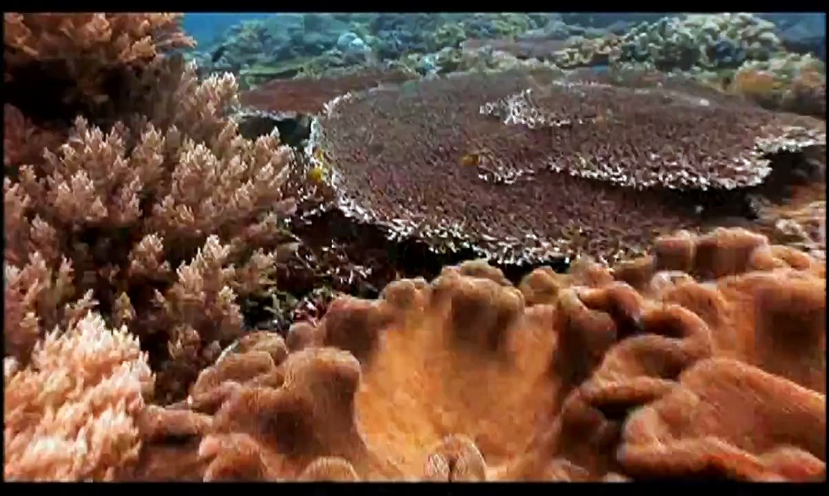 Evolution of SEX 