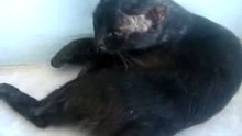 GATO METALEIRO