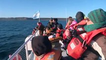 Científicos y turistas disfrutan en la Patagonia las 4.000 ballenas que nadan allí