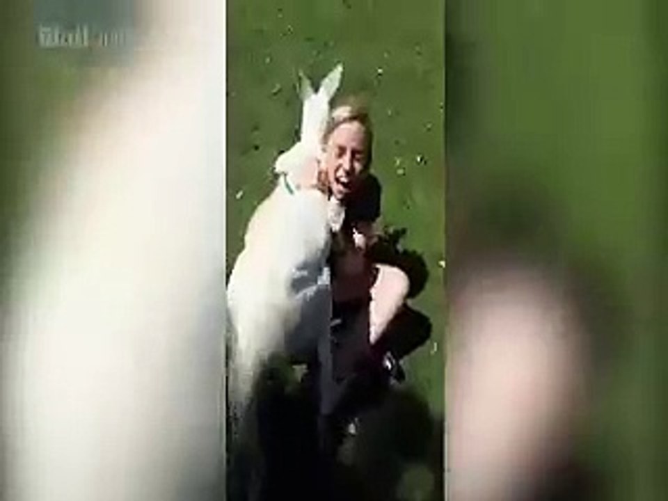 Kangaroo Cuddles With Woman In Wildlife Park Of Australia