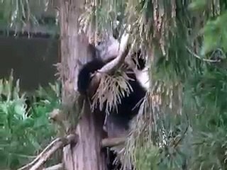 Panda Cub Bei Bei in the rain