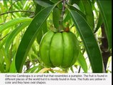 Discover The Pure Garcinia Cambogia