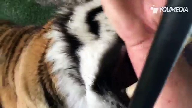 Mette la mano in bocca ad una tigre ed ecco cosa succede.