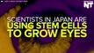 Japanese Scientists Create Lab-Grown Eyes