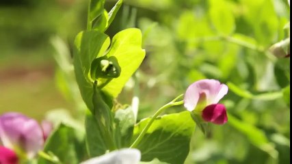 Garden Style ~ Southern Hospitality