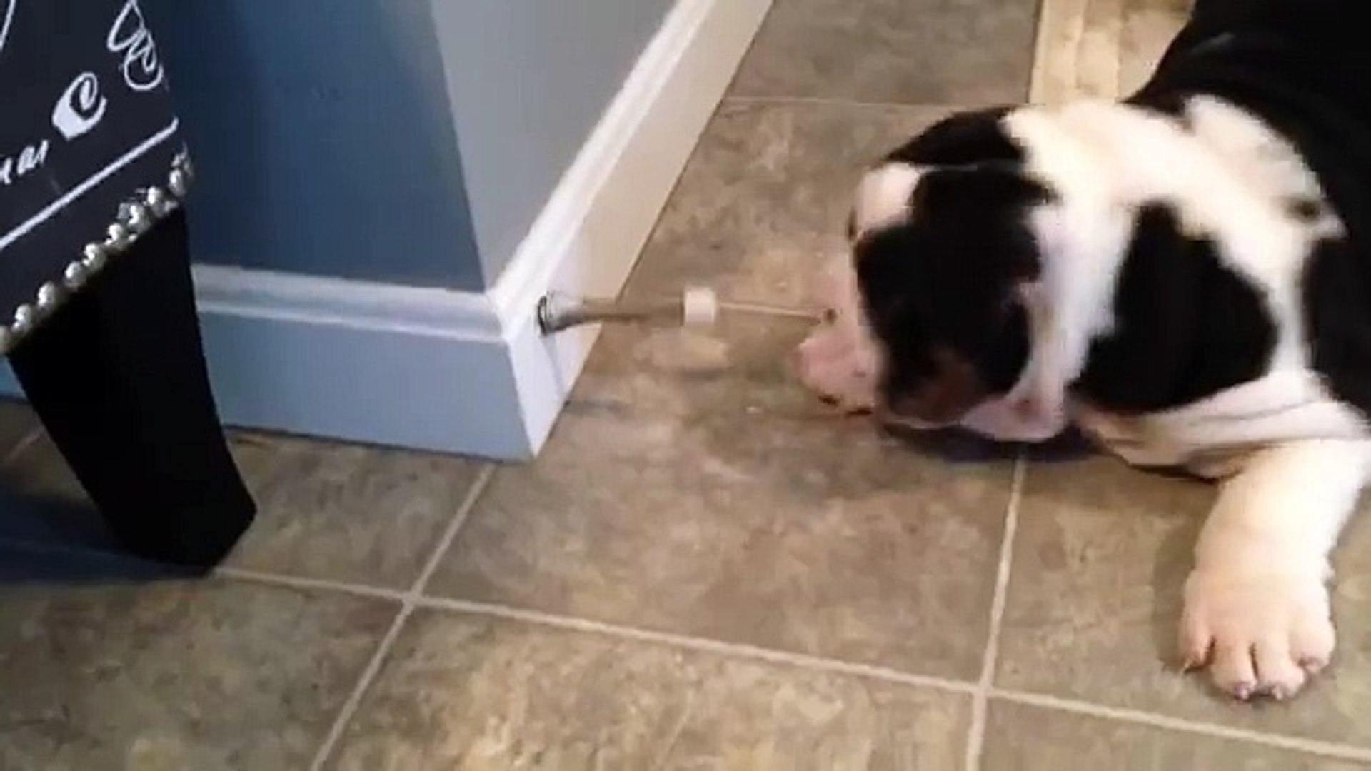 ⁣Puppy adorably attempts to figure out door stop