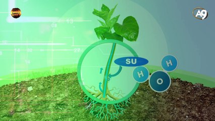 Bitkilerdeki fabrika nasıl çalışıyor?