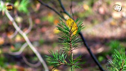 Kusursuz bir yaratılış: gözenekler