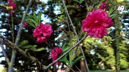 Bitkilerin enerji fabrikasındaki ince detaylar