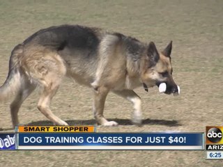 Dog training classes for just $40