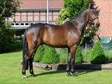 SOLD: THEO FOR YOU *2011 Old gelding by Touch Me-Baroncelli-Argentinus