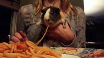 Forget Pizza Rat, Heres Spaghetti Guinea Pig