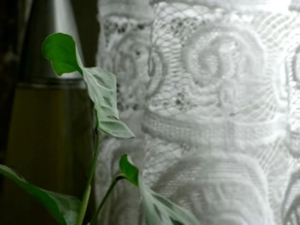 plant motion