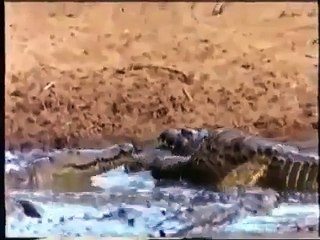 Yavrusu İçin Timsaha Meydan Okuyan Maymun