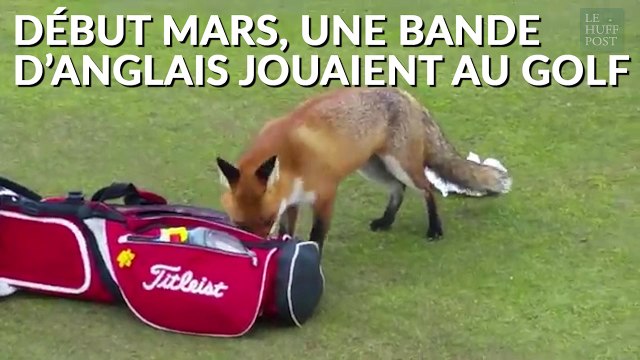 Des golfeurs anglais victimes d'un renard chapardeur de portefeuille