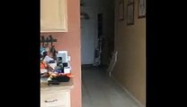Dog Chases Laser Pointer Around Kitchen