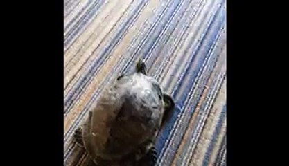 Dancing Turtle Loves To Be Pet Like A Dog