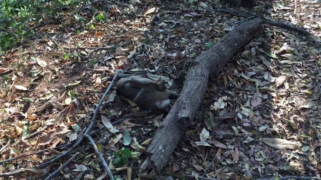 Un bébé singe pleure la perte de sa maman. Tellement touchant