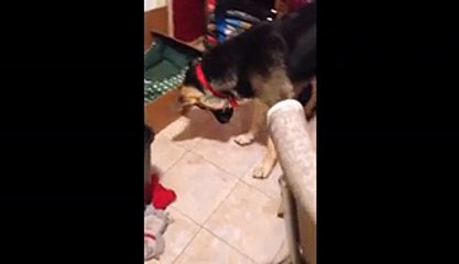 Dog Tries To Fight His Own Shadow