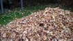 Dogs Enjoying Leaves For The Fall Season
