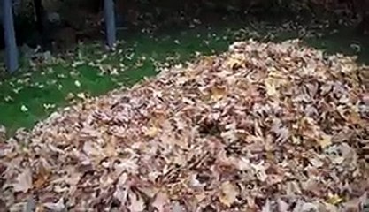 Dogs Enjoying Leaves For The Fall Season