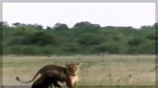 Documentário de Leōes - A Vingança de Leão [HIENAS COMEM LEOA!!!] Especial da NATIONAL GEOGRAPHIC