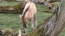 Happy wild foal jumps for joy in glorious slow motion