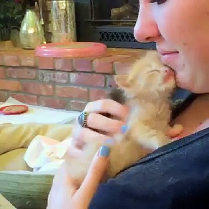Cute Kitten Hugging Owner