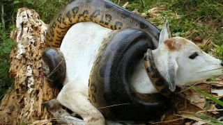 Giant Anaconda attacks Cow