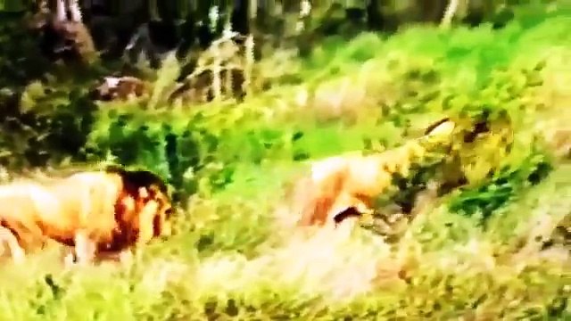 Lion Documentary: I, The Lion, KING OF KILL [1985 - All Time Classic Full Documentary]