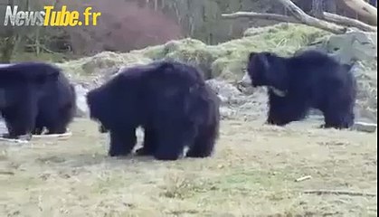 des ours joue avec un ballon