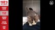 Top 5 Funny Cats Compilation -- Feb 26 2016