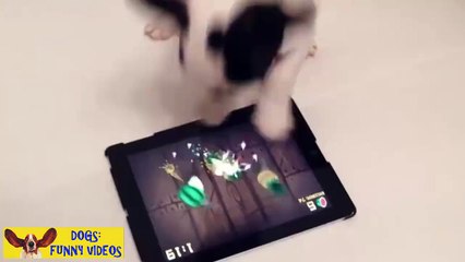 Puppy Bulldog playing with Tablet!
