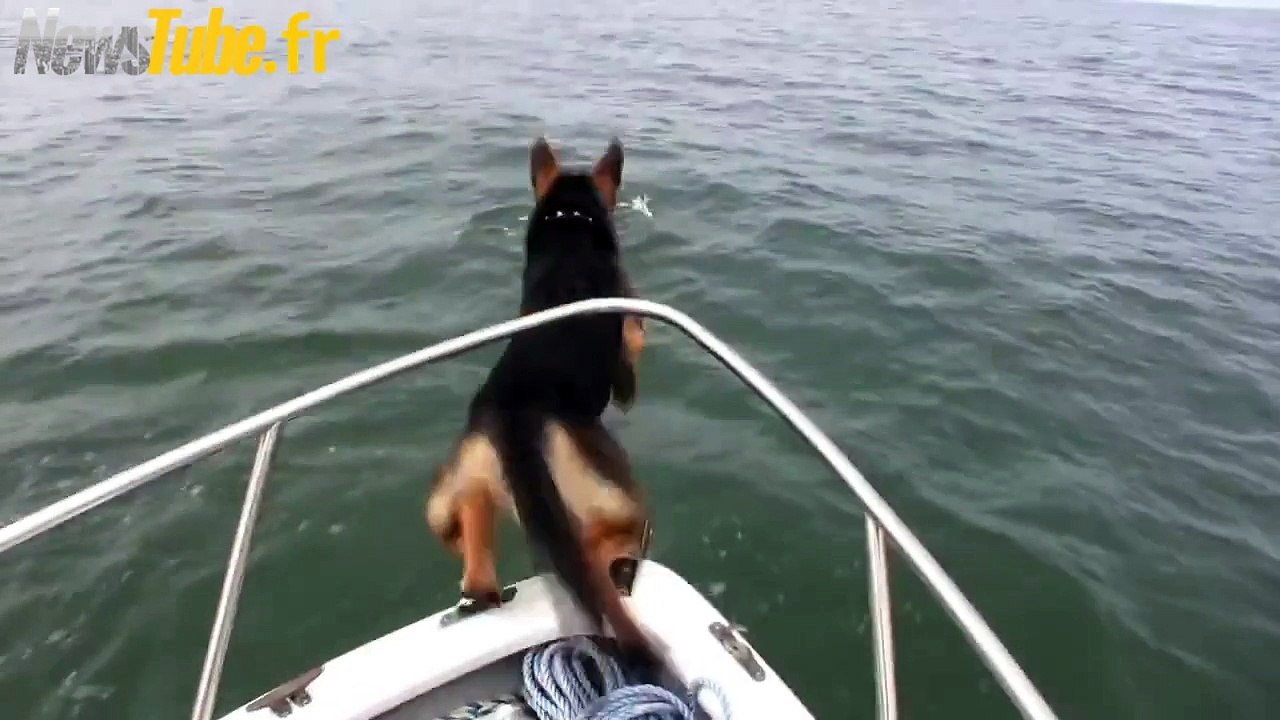 Ce berger allemand juste vraiment veut nager avec des dauphins !