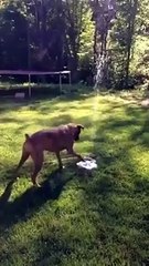 Puppy dog loves her new water fountain! CUTE