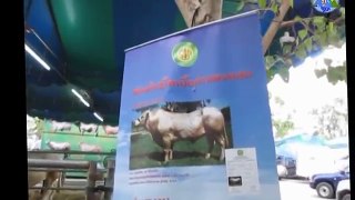 วัวโคเนื้อพันธุ์ต่างชาติตัวเบ้อเริ่ม ที่อยู่กำแพงแสน : Cow Land ; Nakhon Pathom