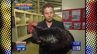 Reporter vs Rooster REMAKE 100 boobs