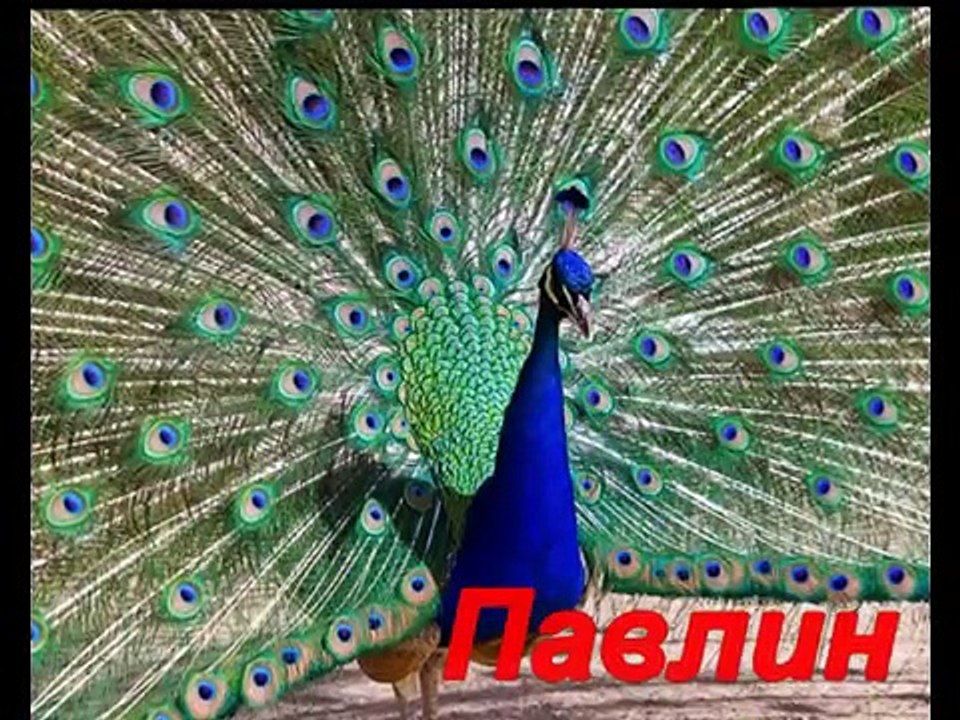 Развивающие мультики для детей по Доману от 1-3 лет. Птицы для детей (часть-2 )