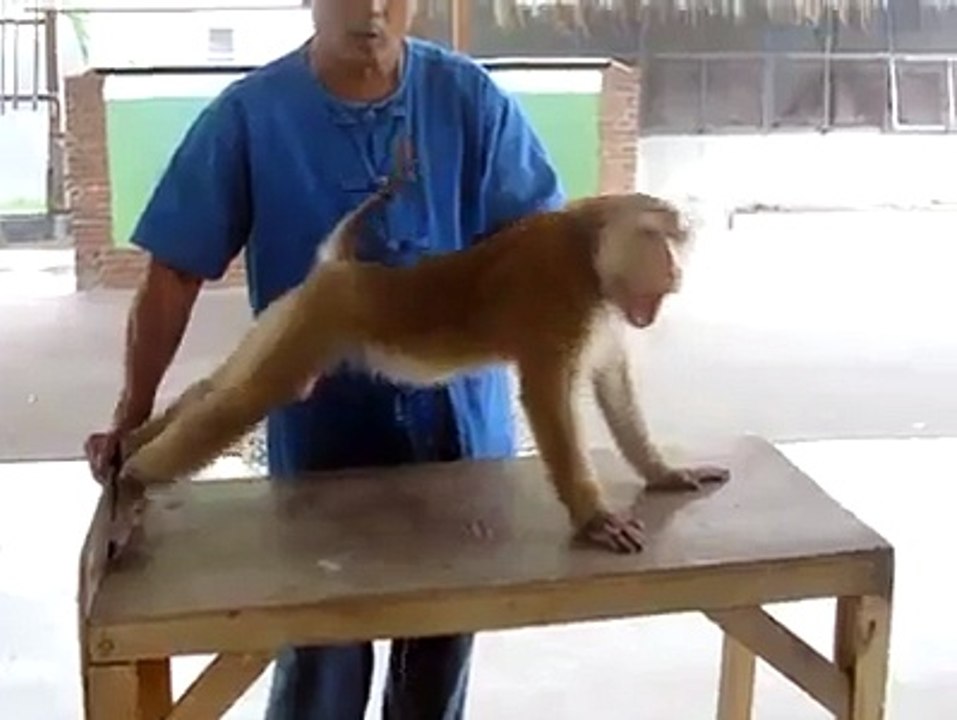 best monkey stunt must watch