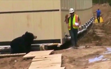 Ayı Kostümü Giyip İş Arkadaşını Korkuttu