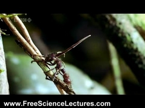 Cordyceps Fungus
